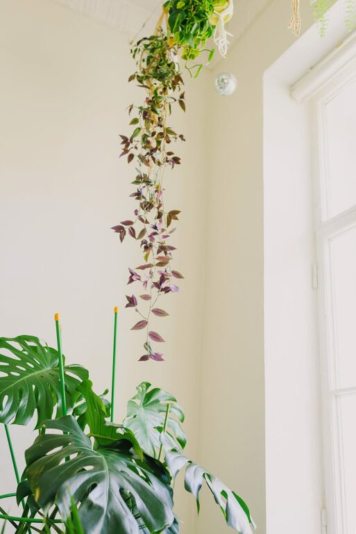 How to Refresh Your Home with Plants: Easy Tips for a Greener Space